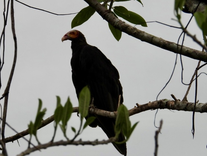 Lesser Yellow-headed Vulture - ML619603618