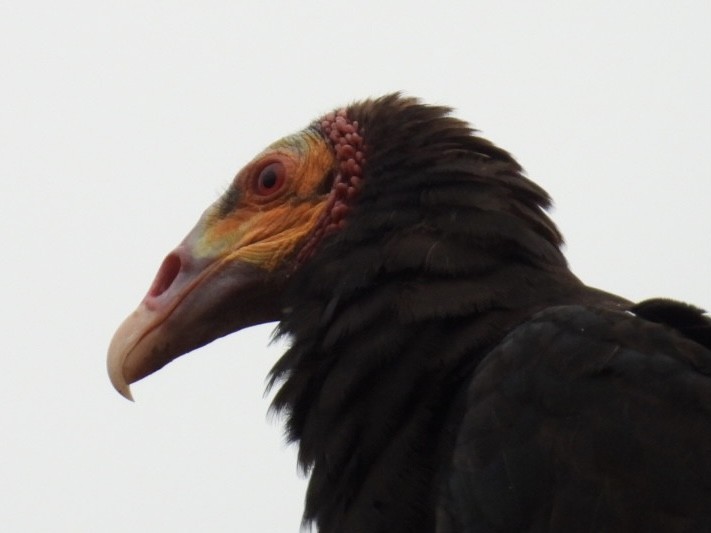 Lesser Yellow-headed Vulture - ML619603619