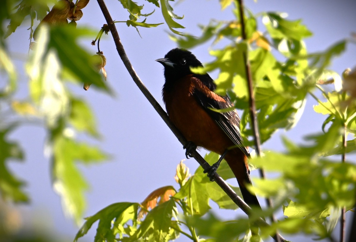 Orchard Oriole - ML619603650