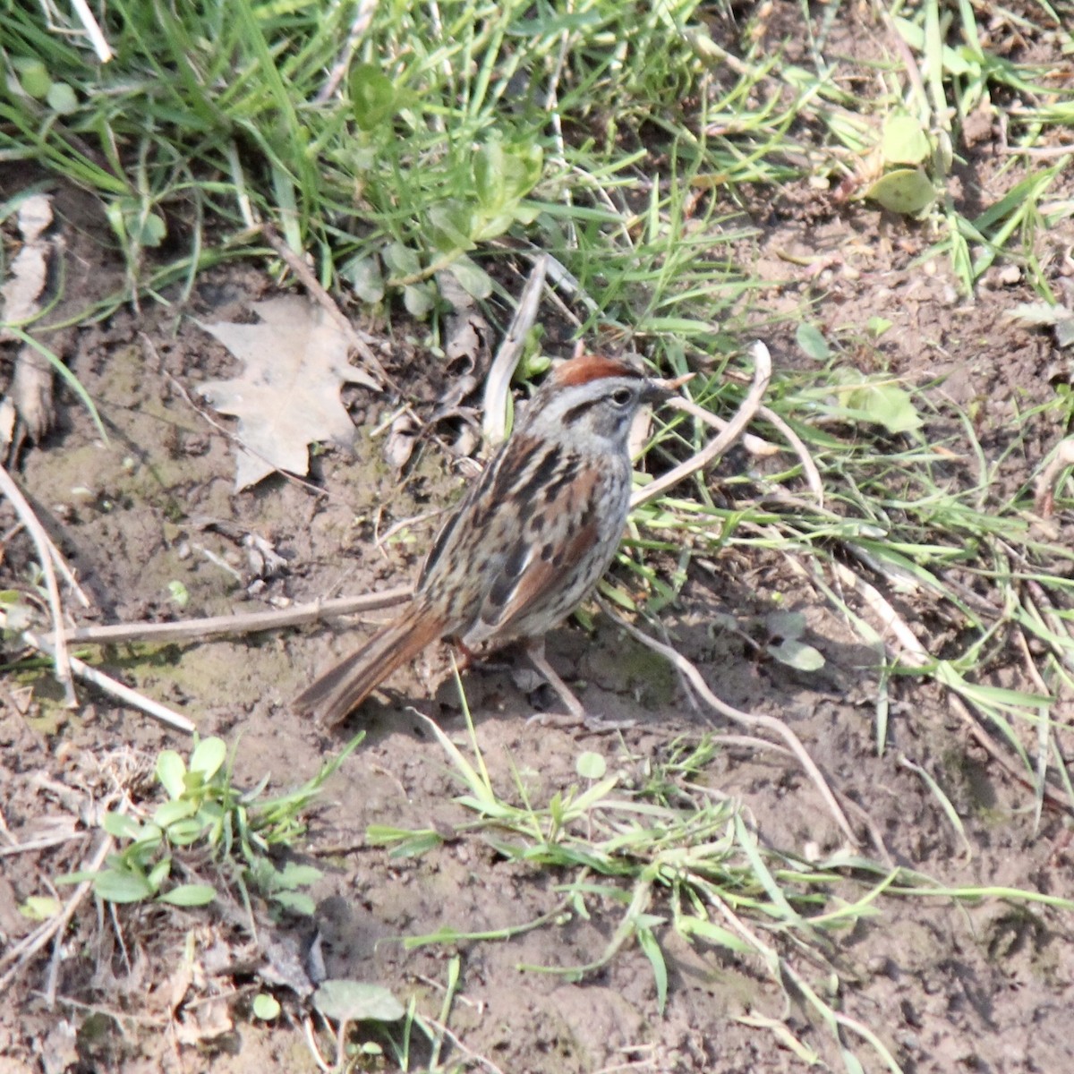 Swamp Sparrow - ML619603651