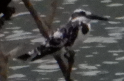 Pied Kingfisher - ML619603657