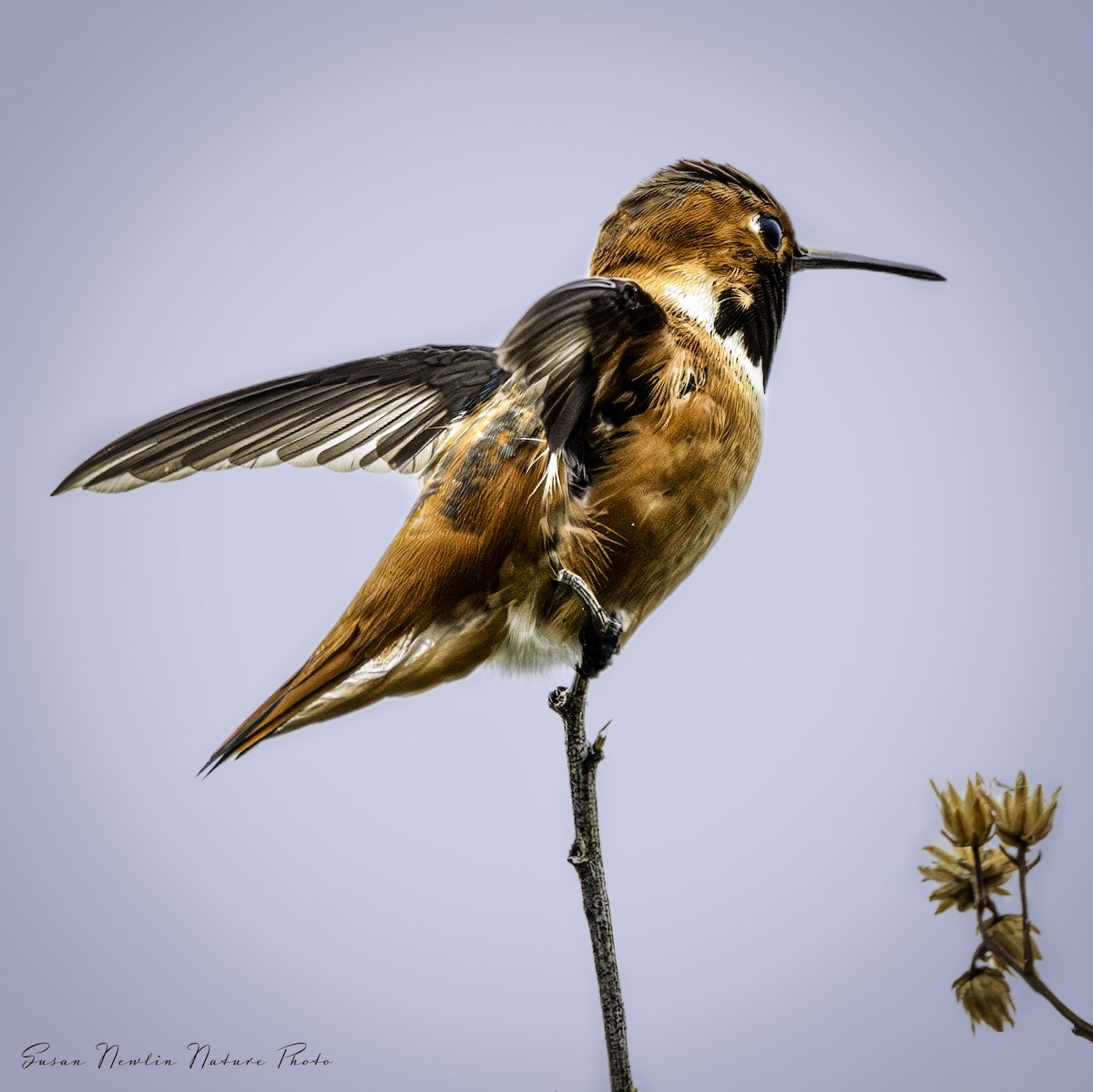 Rufous Hummingbird - ML619603666