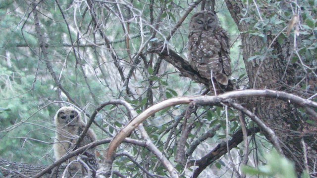 Spotted Owl (Mexican) - ML619603674