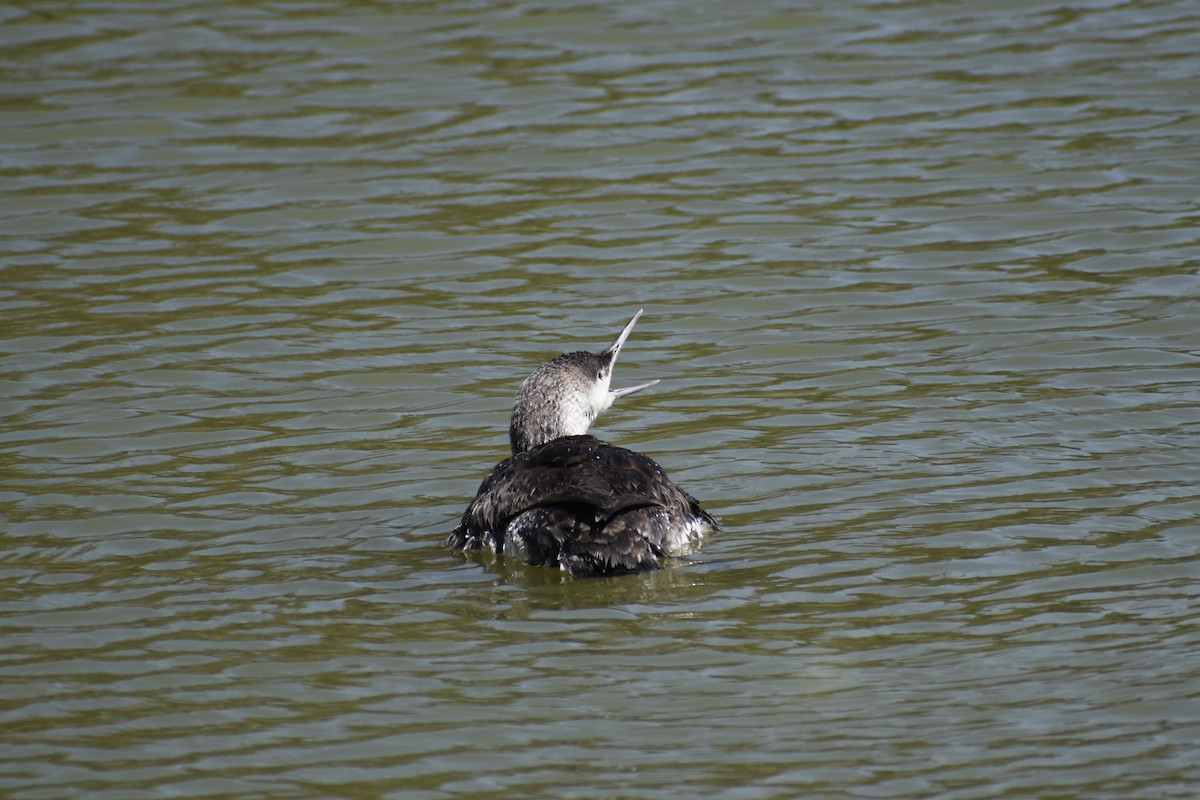 Red-throated Loon - ML619603697