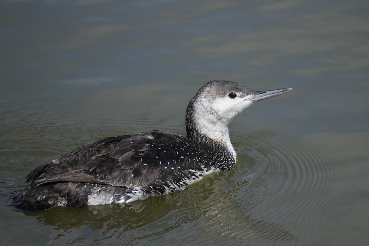 Red-throated Loon - ML619603699