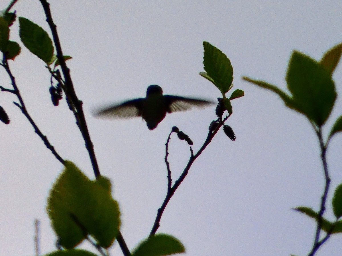Anna's Hummingbird - ML619603760