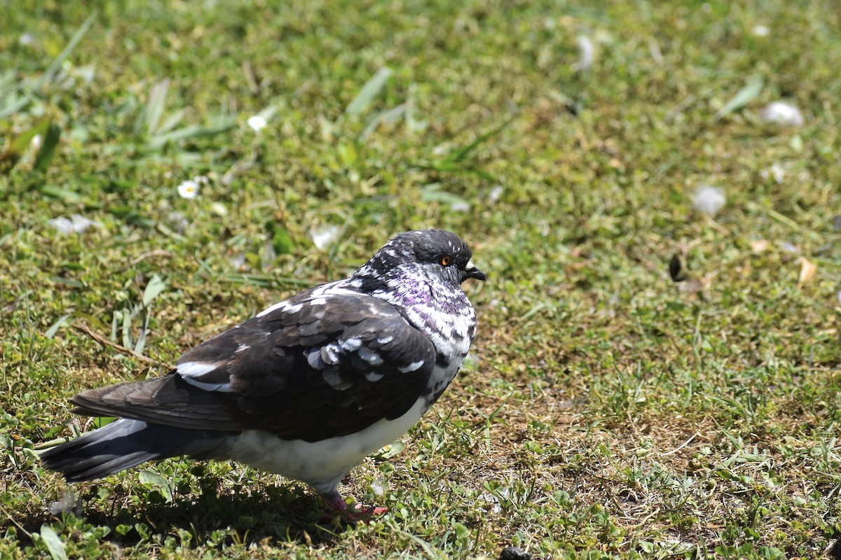 Rock Pigeon (Feral Pigeon) - ML619603815