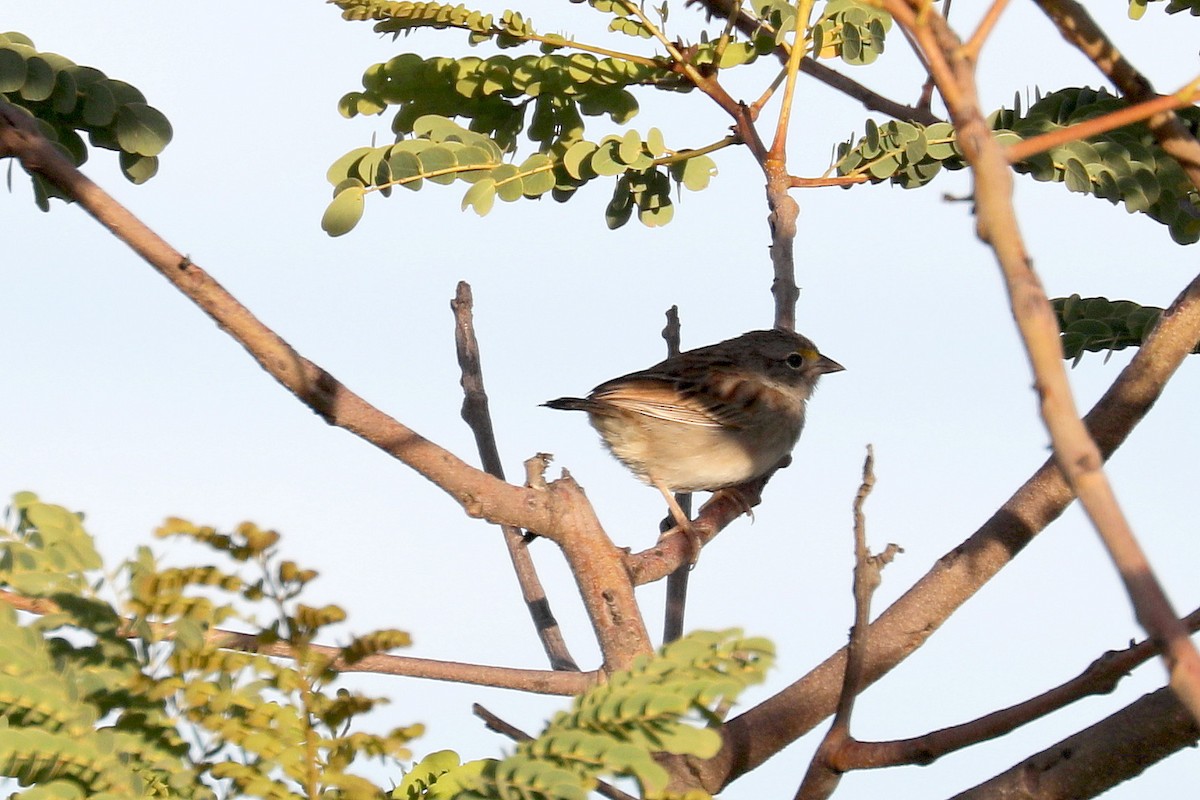 Grassland Sparrow - ML619603899