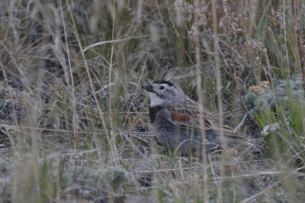 Thick-billed Longspur - ML619603912
