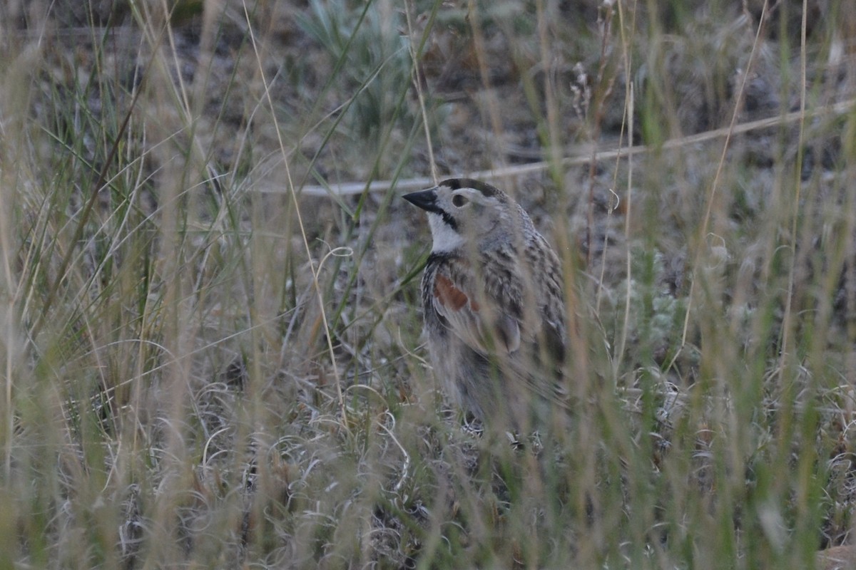 Thick-billed Longspur - ML619603914