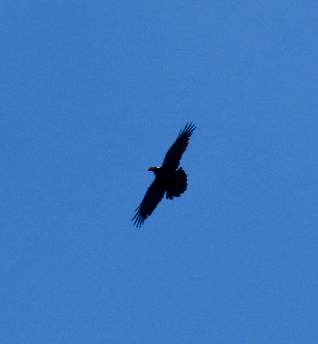 Common Raven - ML619603916