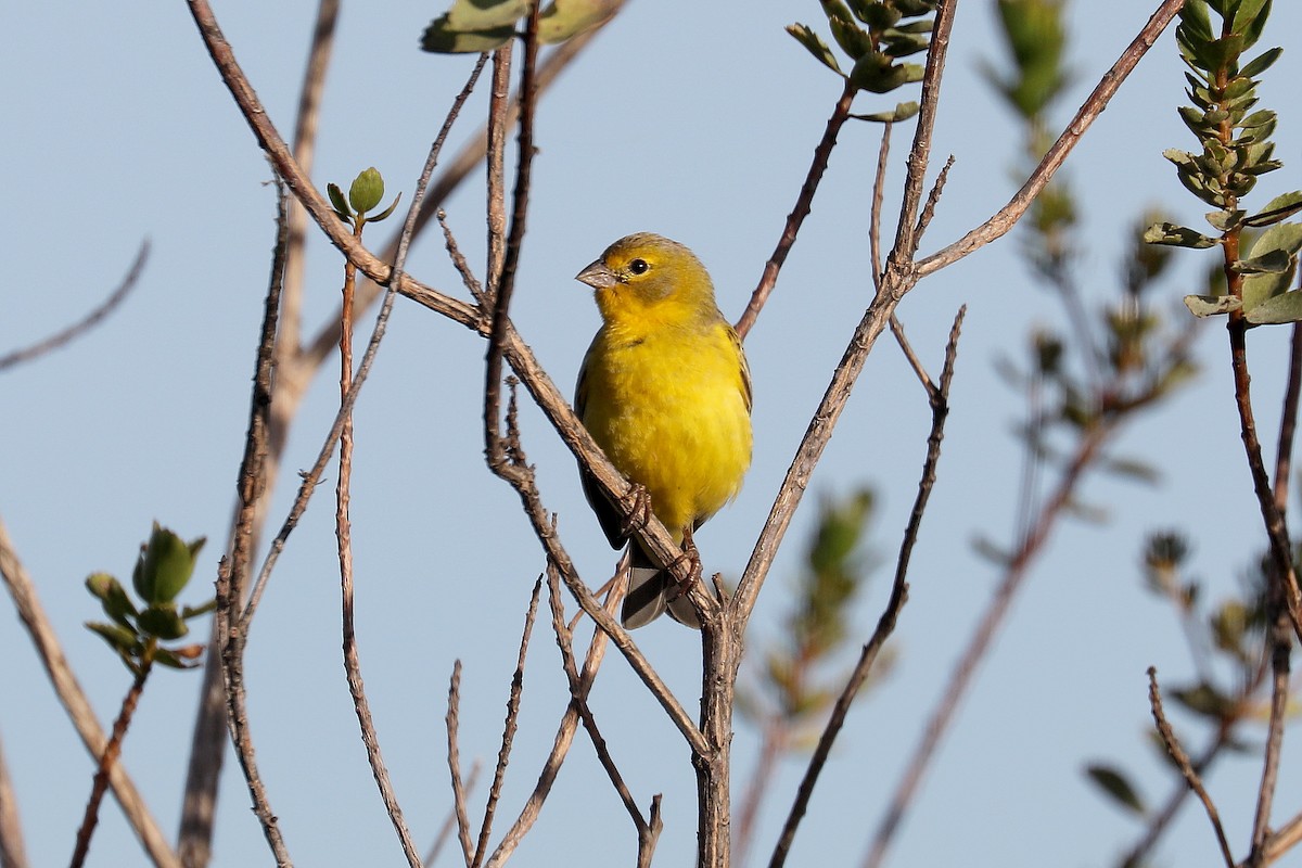 Grassland Yellow-Finch - ML619603925