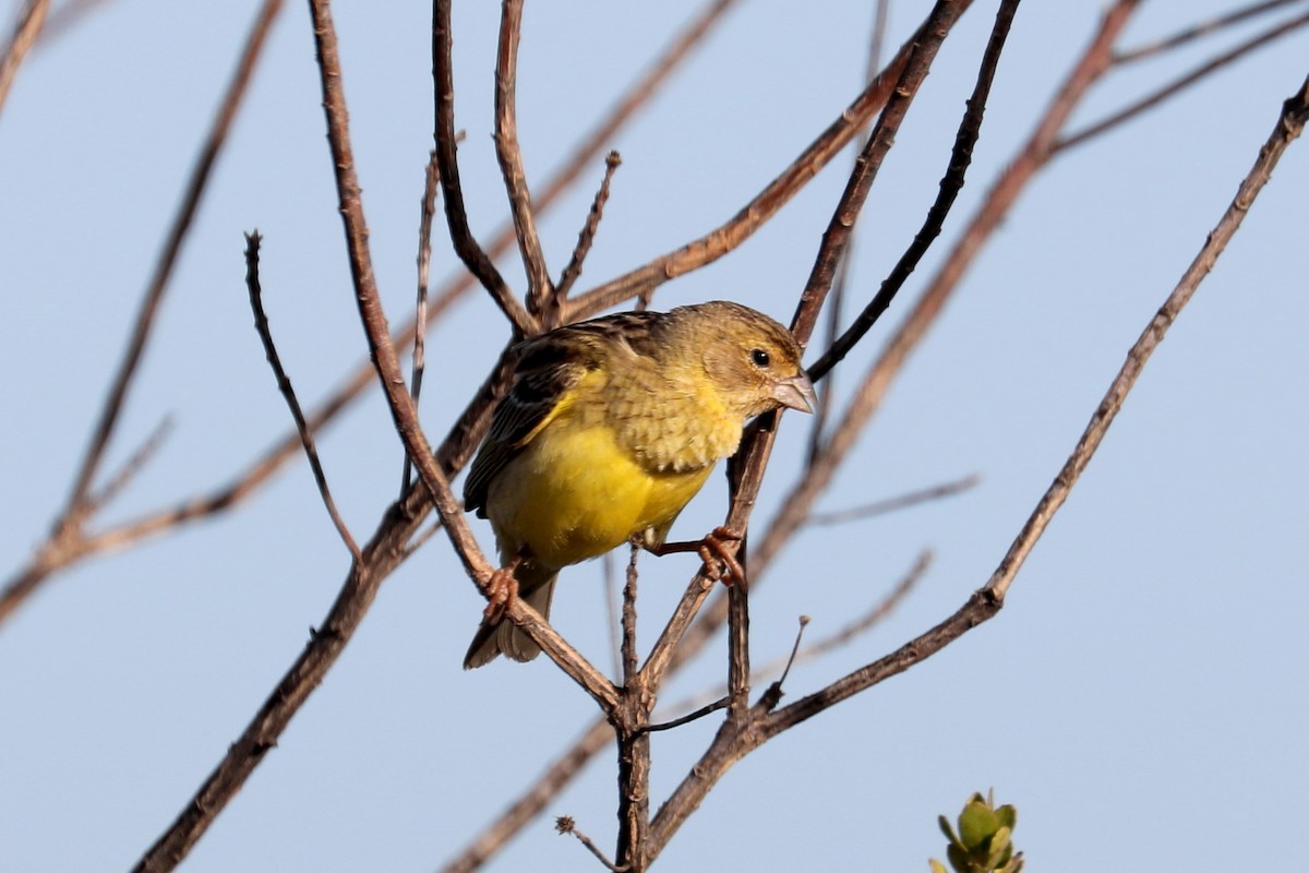 Grassland Yellow-Finch - ML619603932