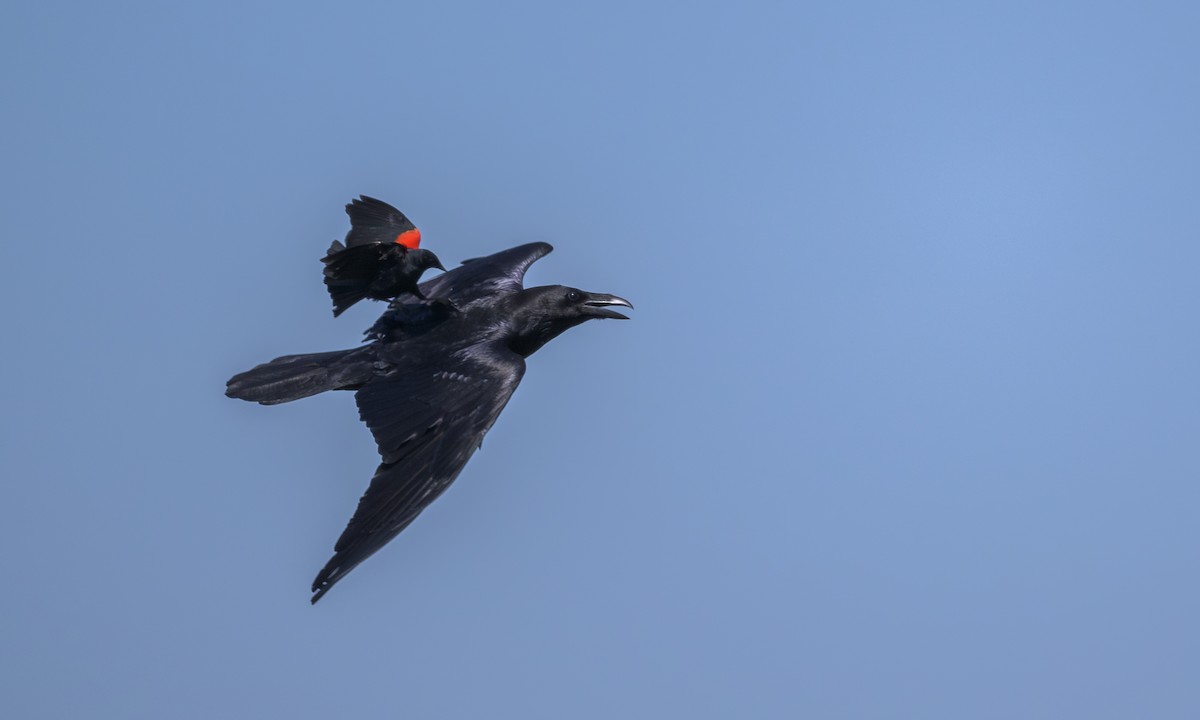 Common Raven - ML619603961