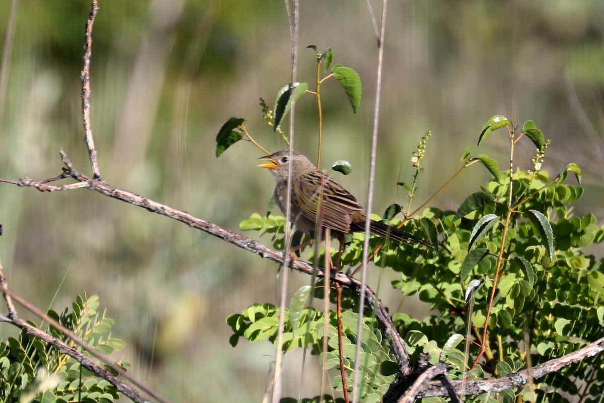 Wedge-tailed Grass-Finch - ML619603964