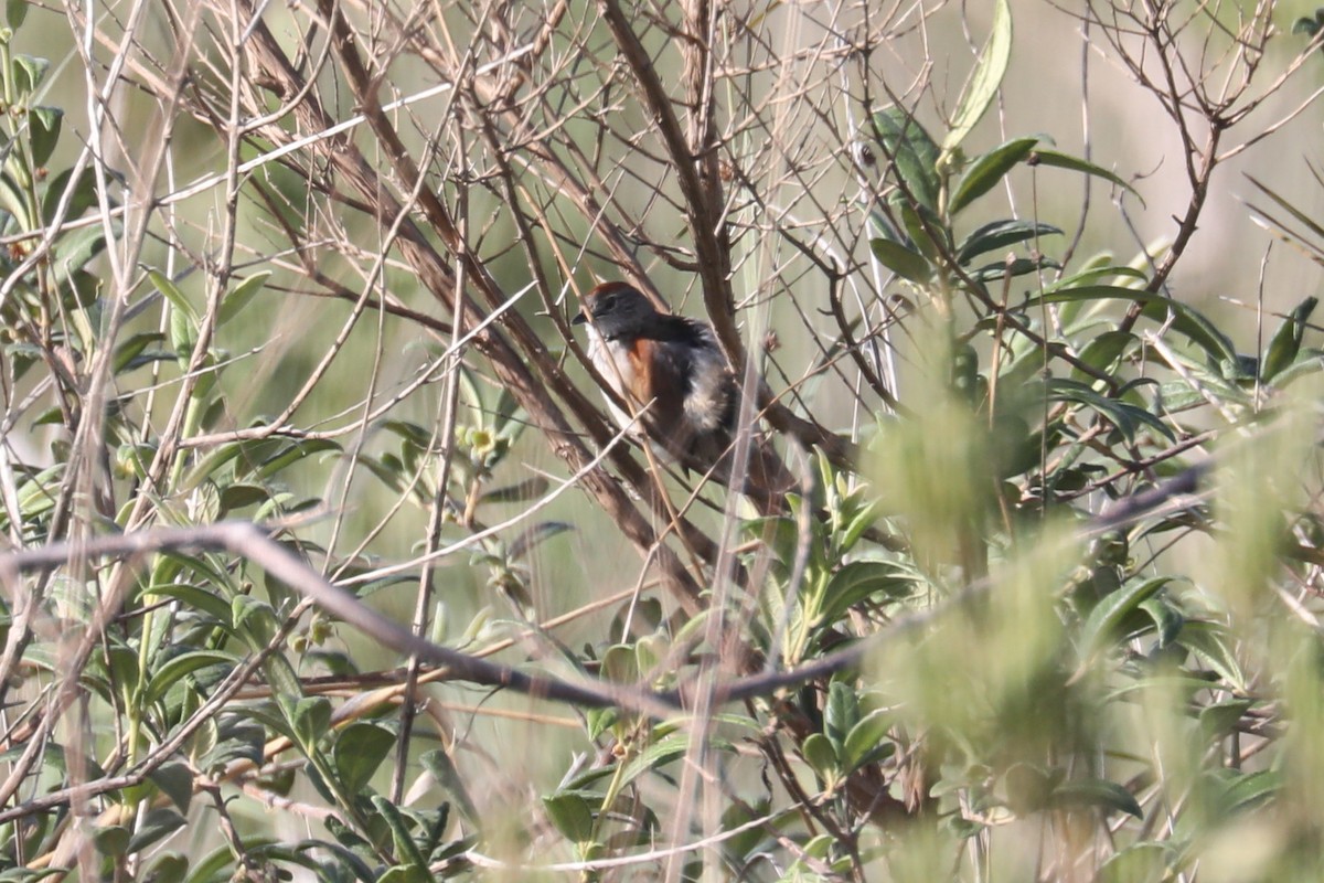 Pale-breasted Spinetail - ML619603967