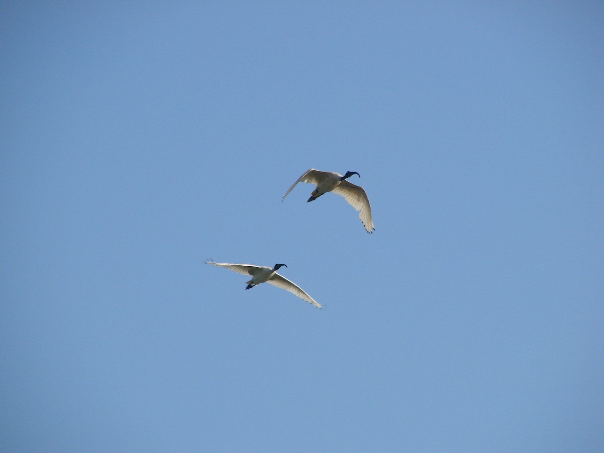 ibis australský - ML619603981