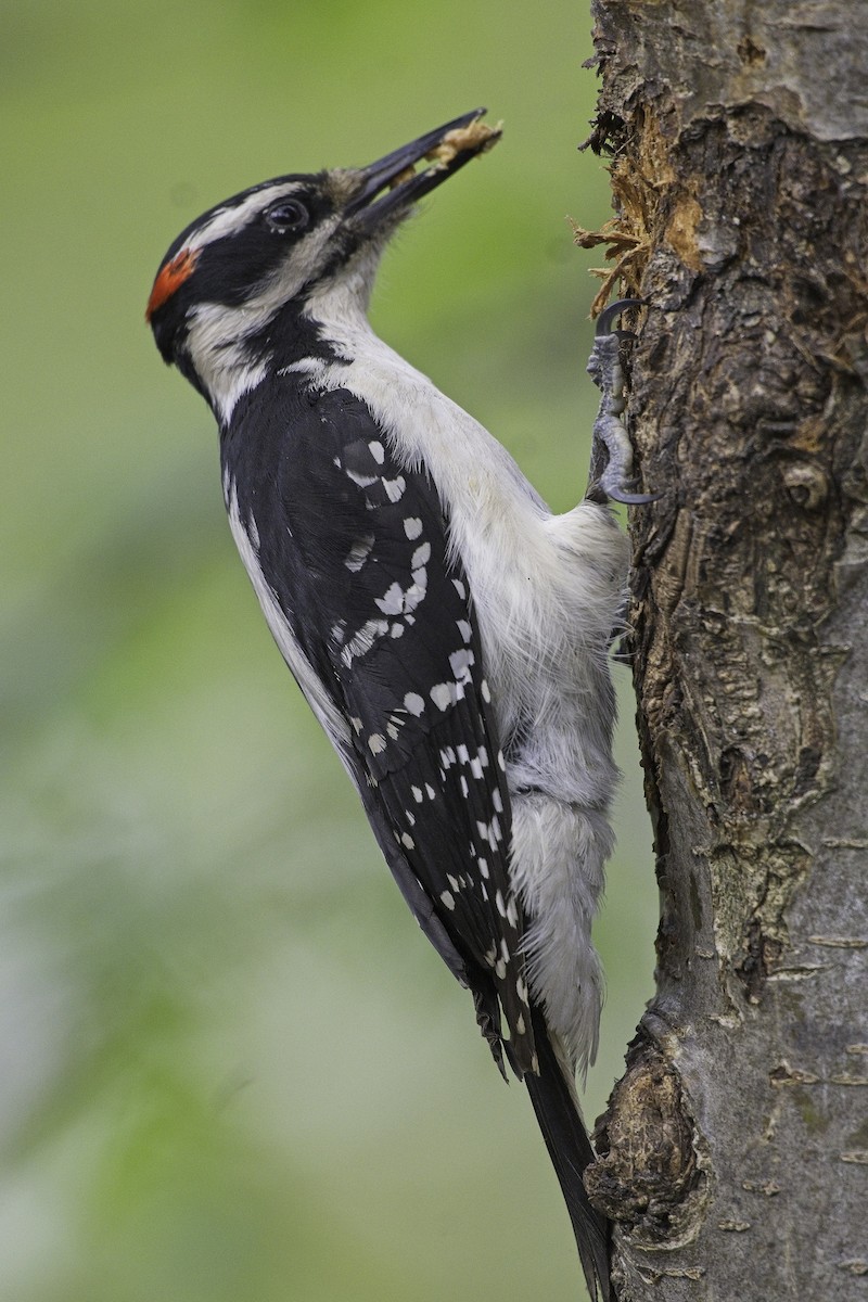 Hairy Woodpecker - ML619604012