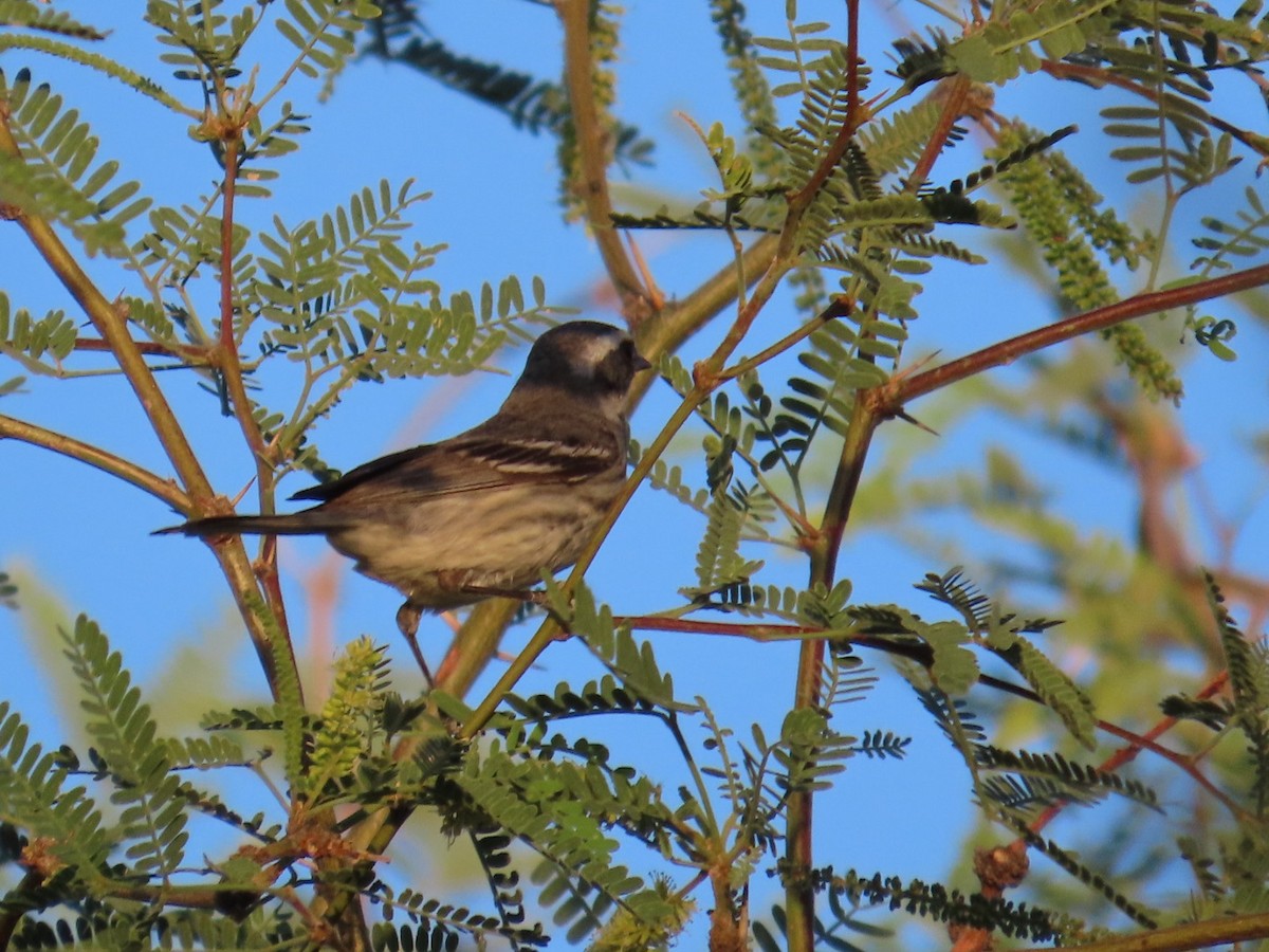 Black-throated Gray Warbler - ML619604013