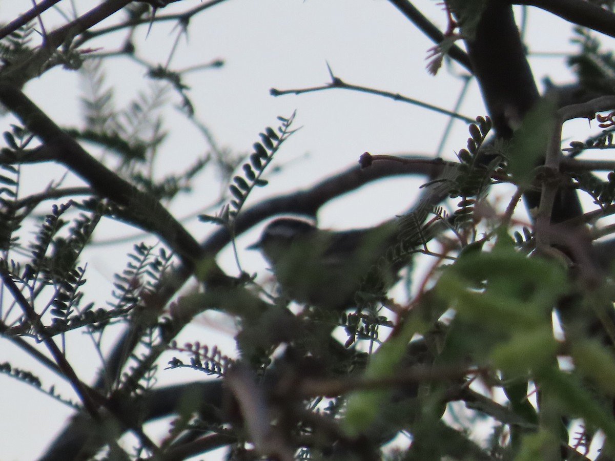 Black-throated Gray Warbler - ML619604018