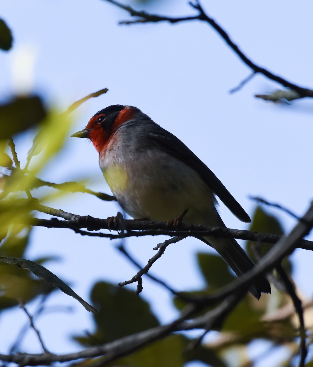 Red-faced Warbler - ML619604033
