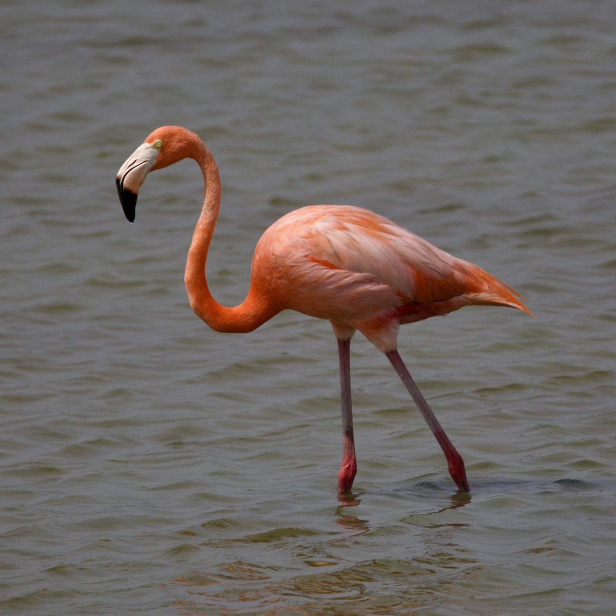 American Flamingo - ML619604081