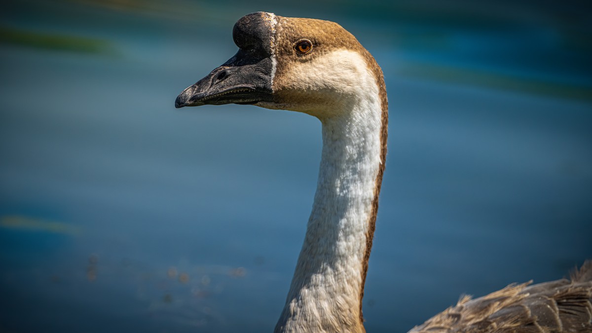 Swan Goose (Domestic type) - ML619604089