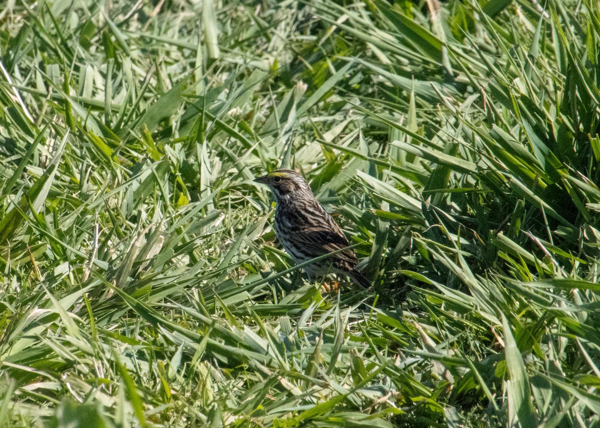 Savannah Sparrow - ML619604105