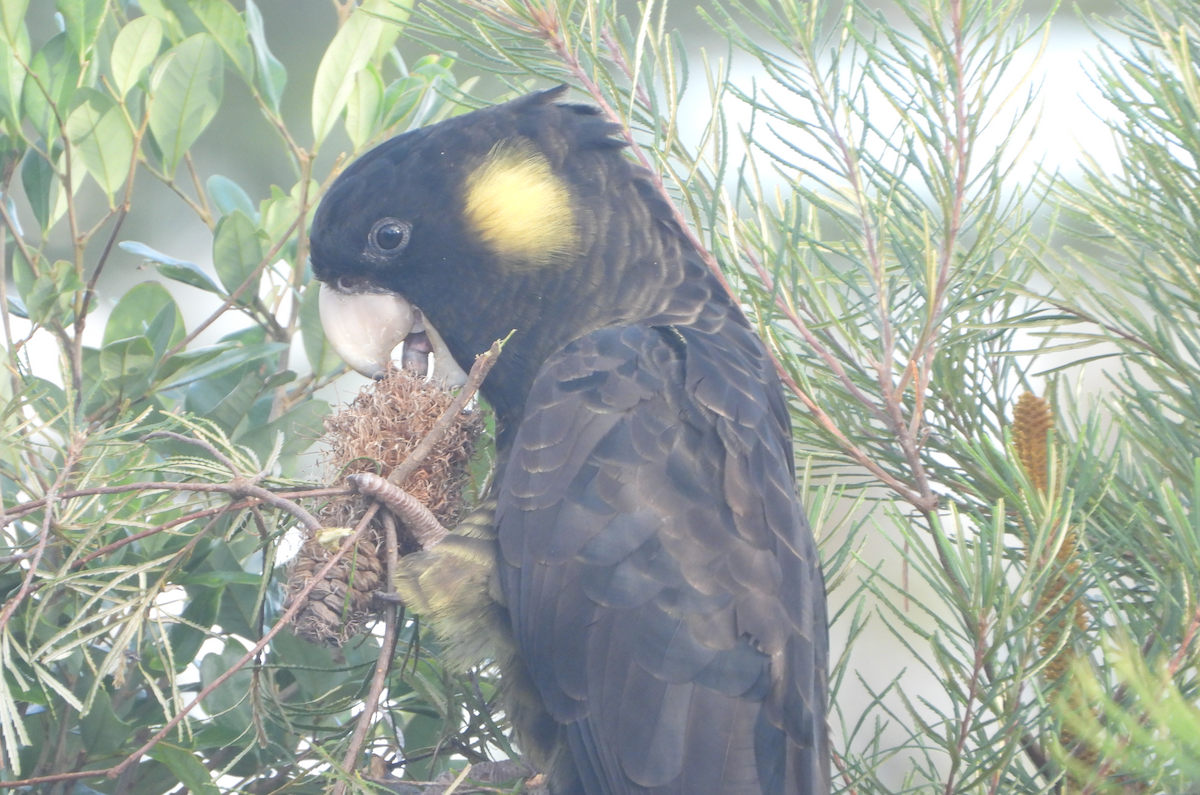 Yellow-tailed Black-Cockatoo - ML619604154