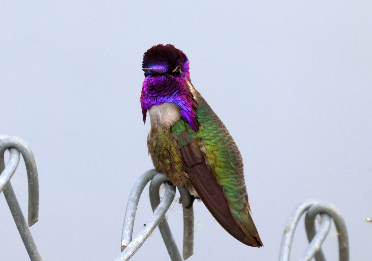 Costa's Hummingbird - ML619604182