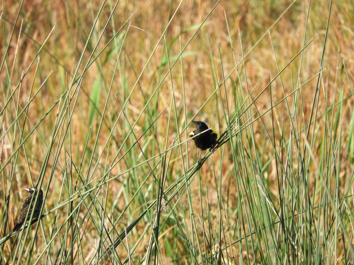 Yellow-winged Blackbird - ML619604192