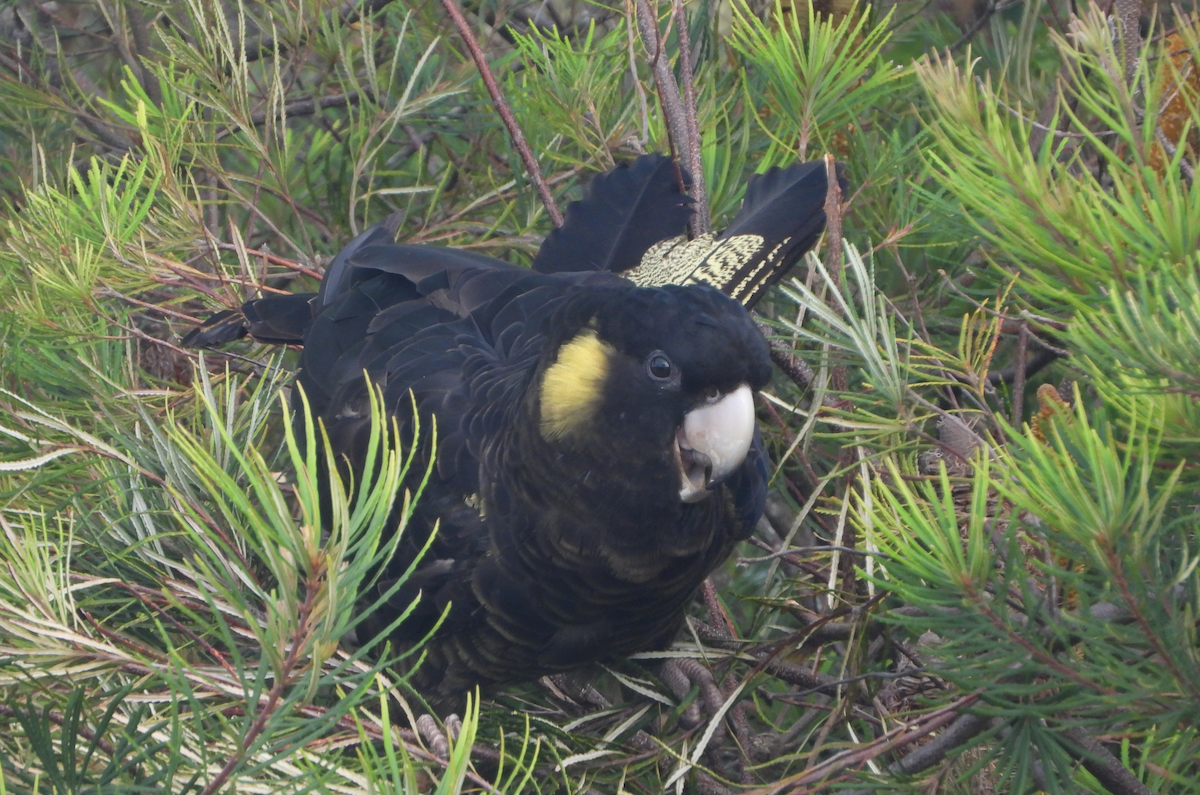 Yellow-tailed Black-Cockatoo - ML619604197