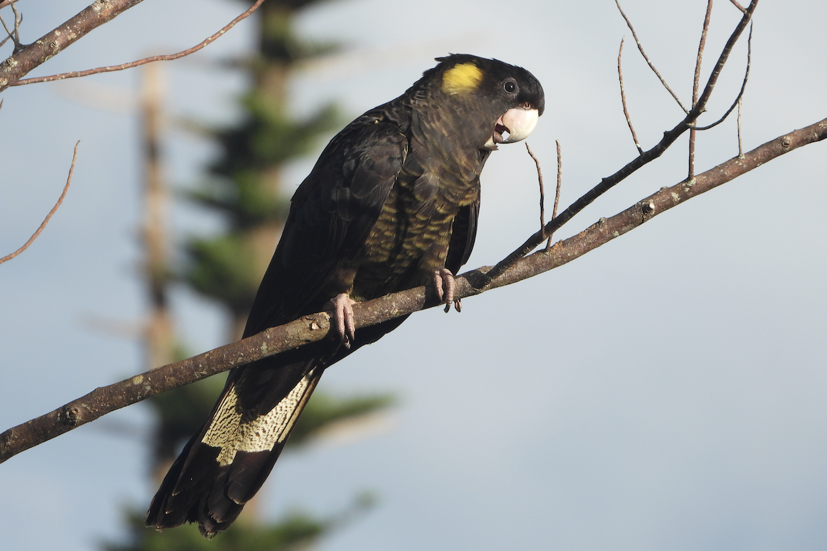 Yellow-tailed Black-Cockatoo - ML619604205