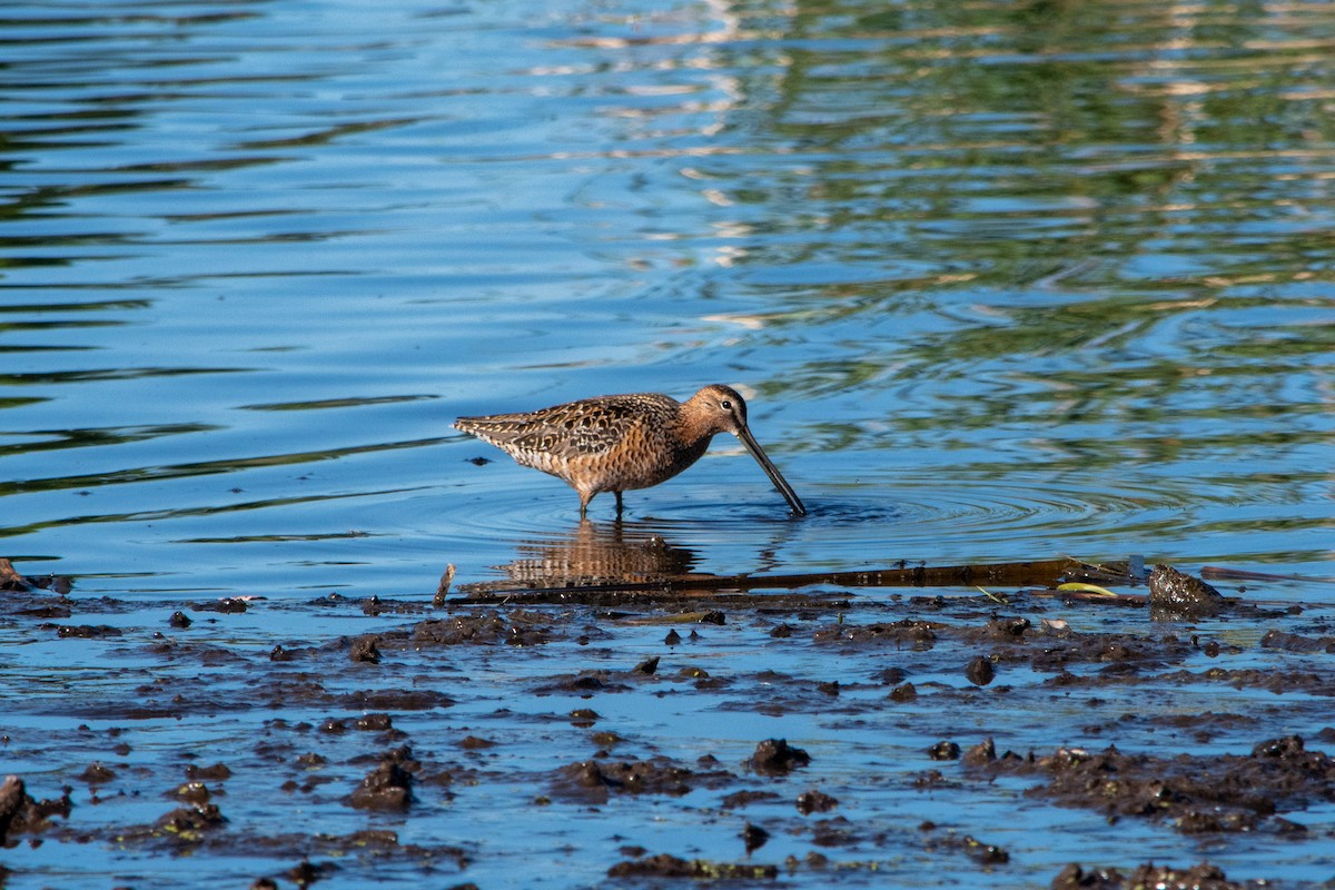 Long-billed Dowitcher - ML619604211
