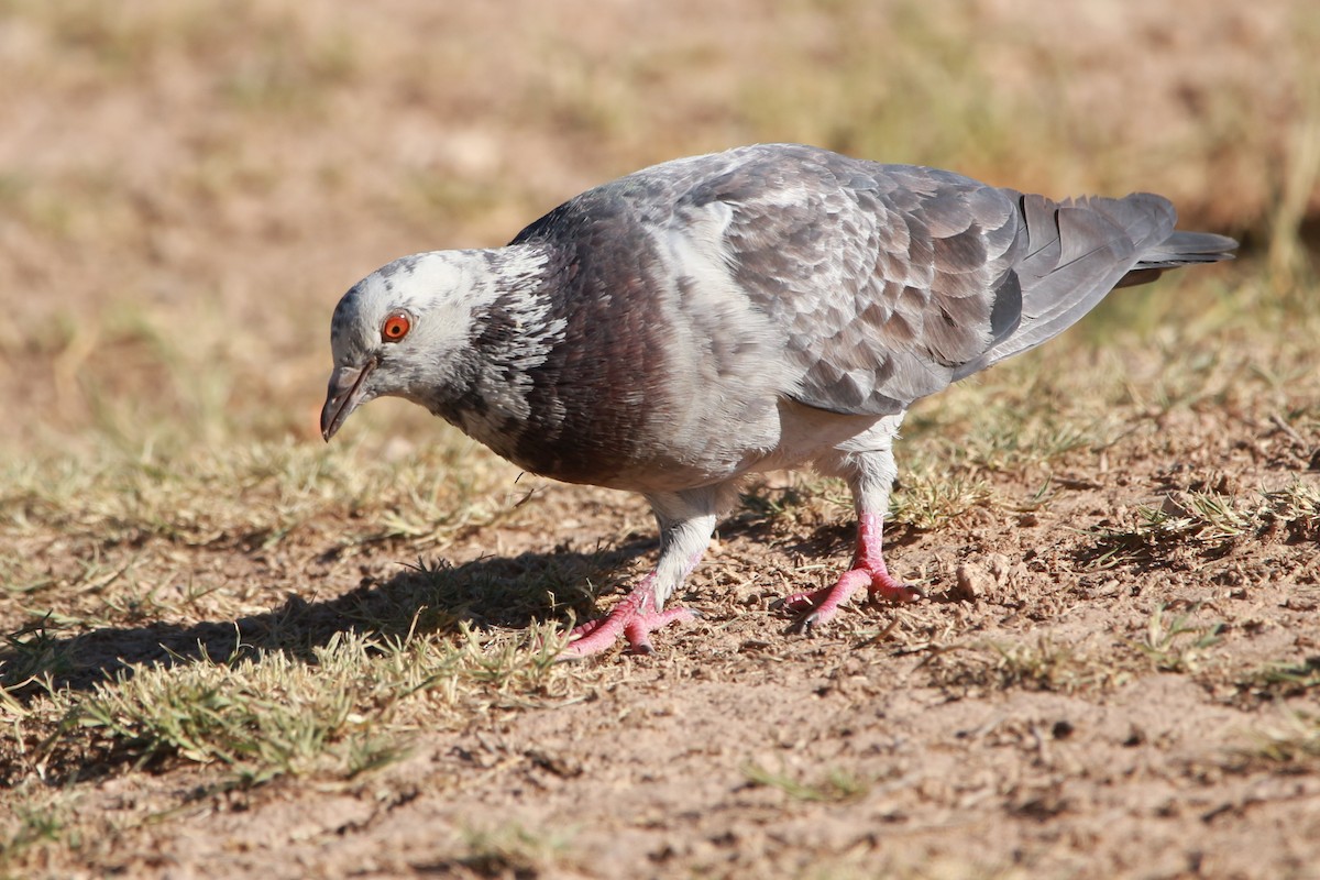 Rock Pigeon (Feral Pigeon) - ML619604241