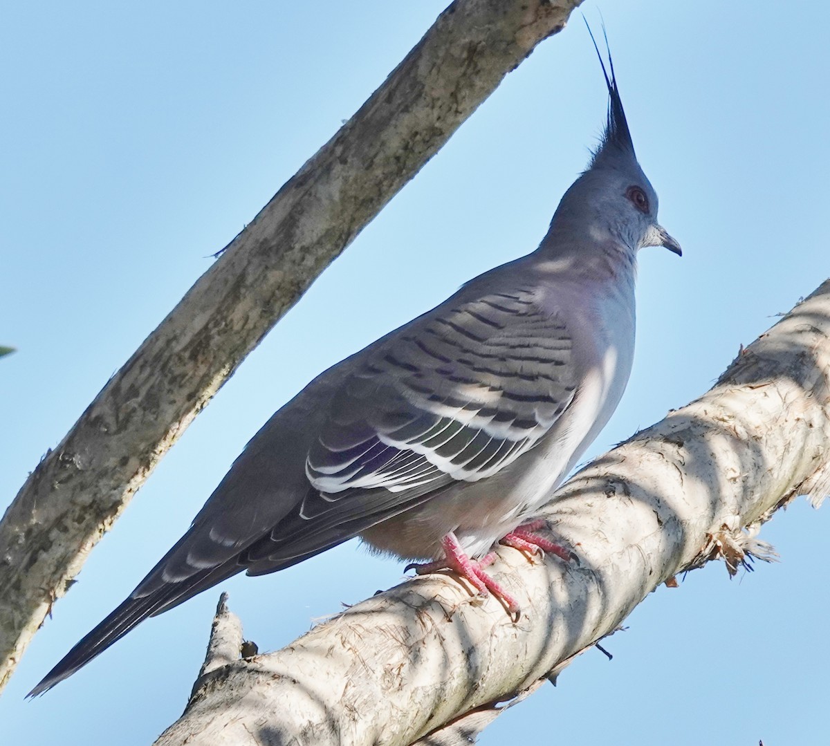 Crested Pigeon - ML619604259