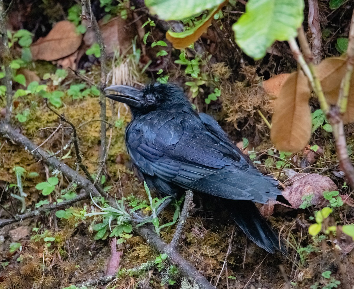 Large-billed Crow - ML619604271