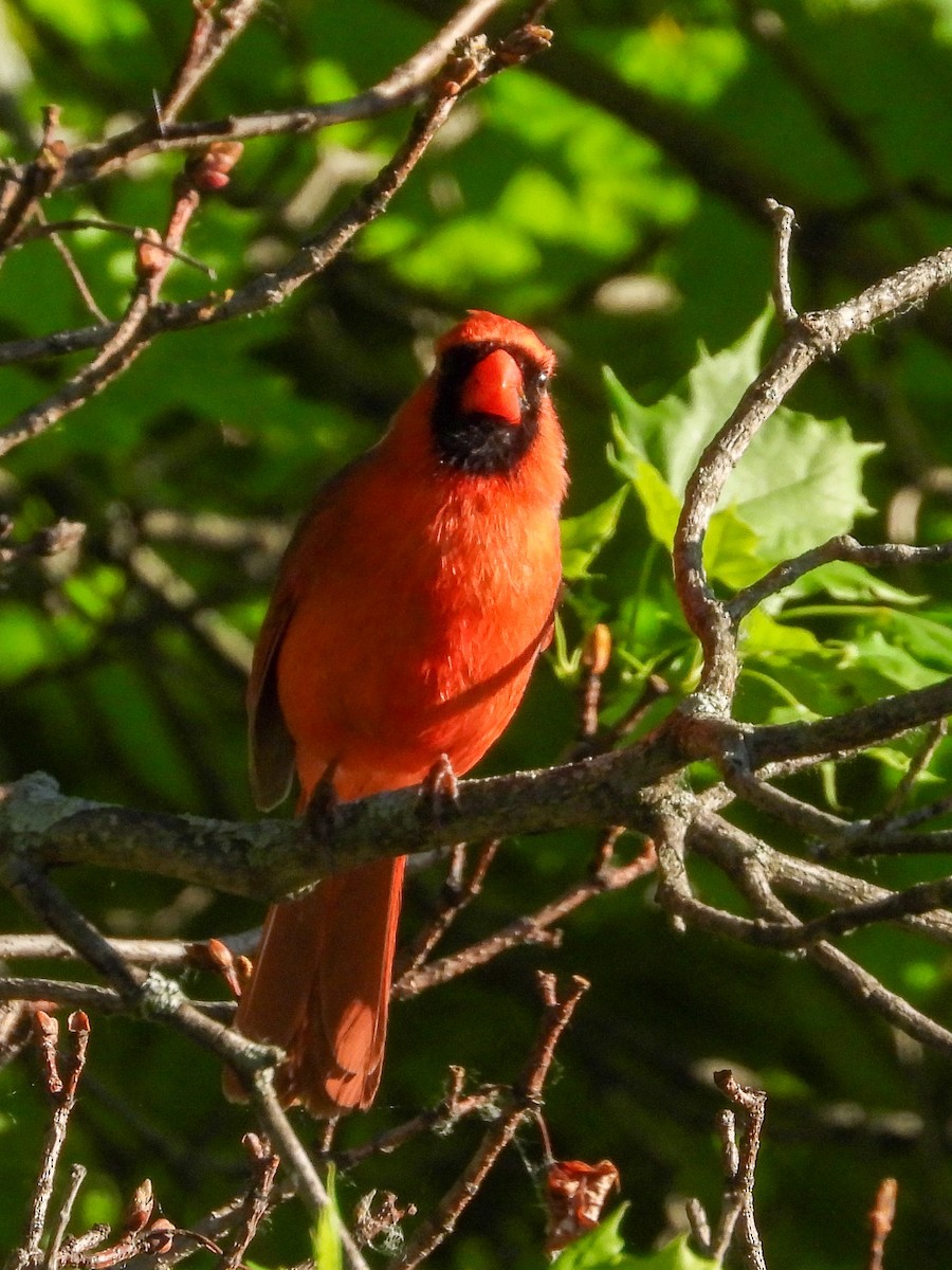 Cardinal rouge - ML619604315