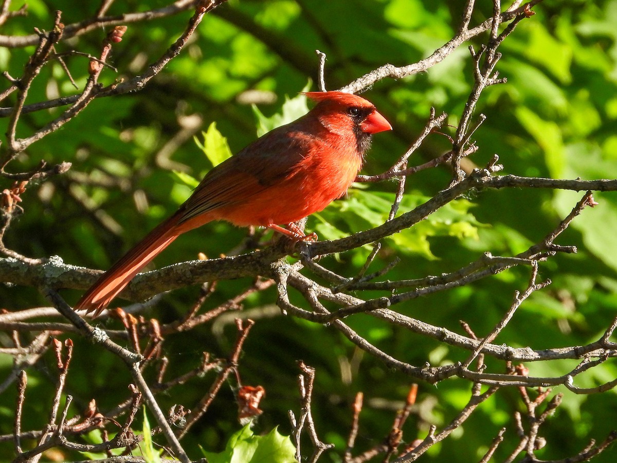 Cardinal rouge - ML619604321