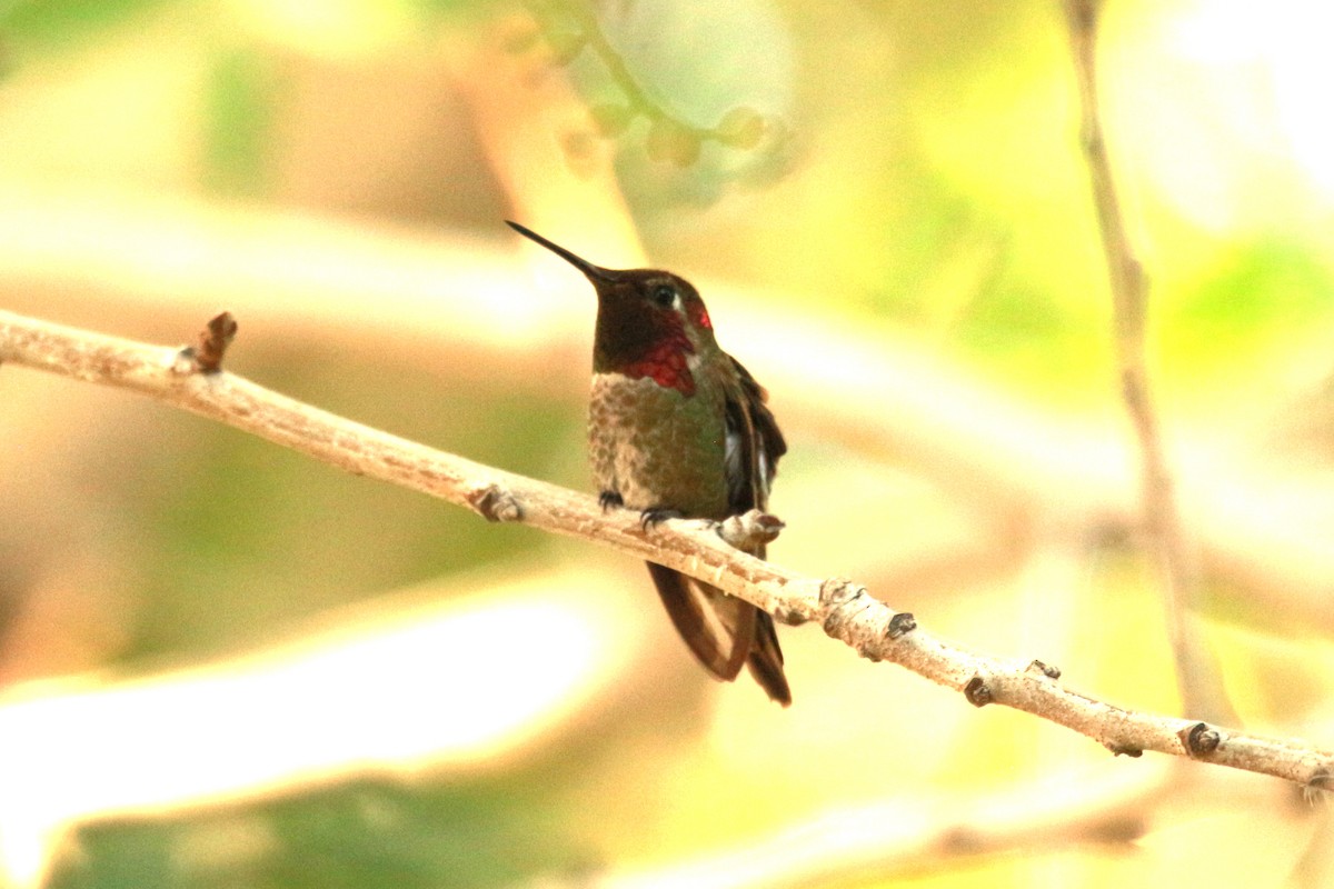 Anna's Hummingbird - ML619604330