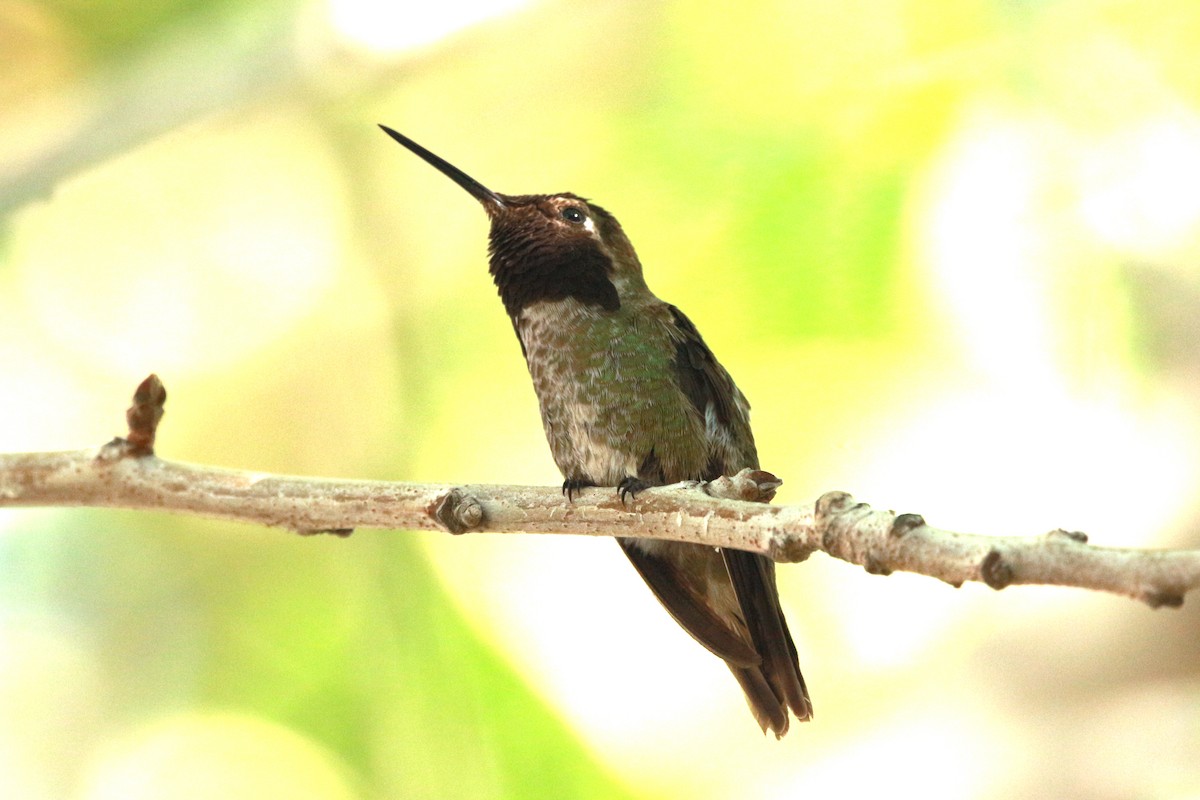 Anna's Hummingbird - ML619604331