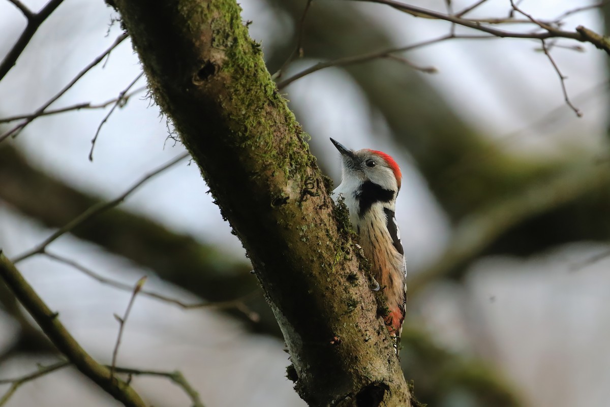 Middle Spotted Woodpecker - ML619604335