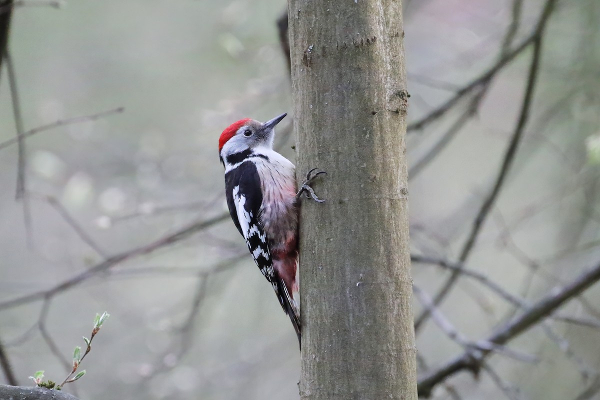 Middle Spotted Woodpecker - ML619604337