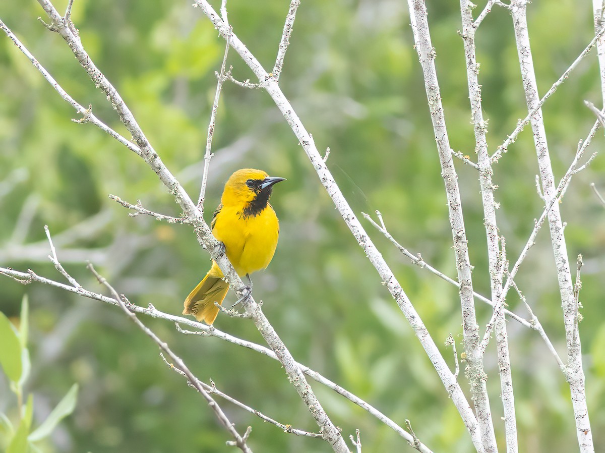 Orchard Oriole - ML619604379