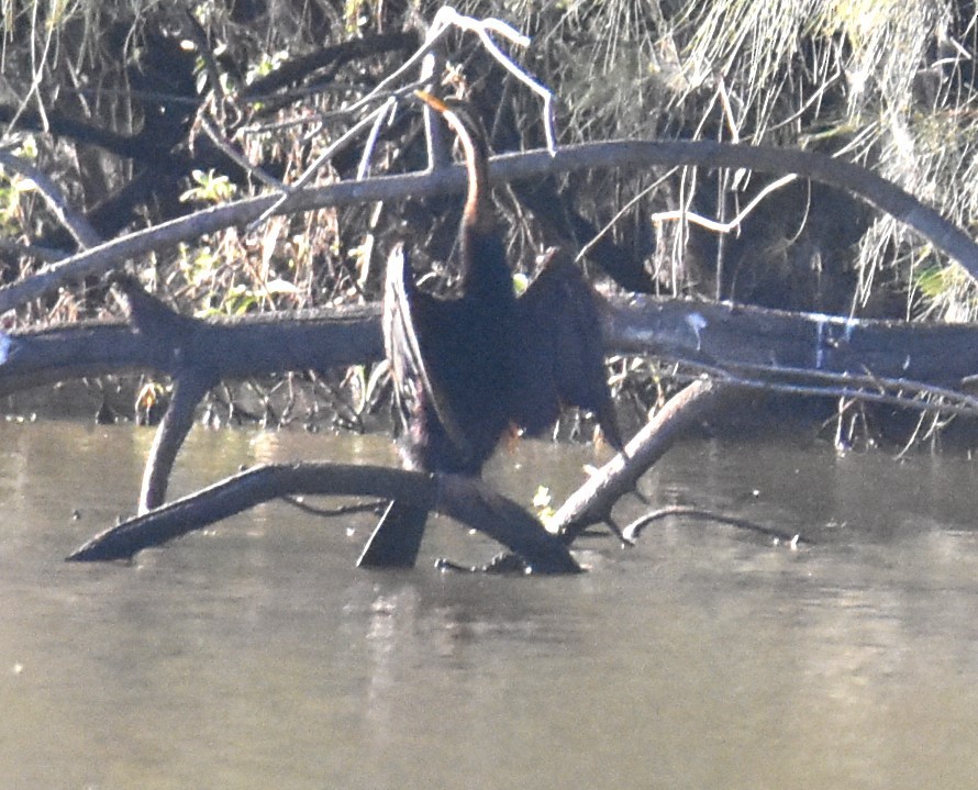 Austral-Schlangenhalsvogel - ML619604414