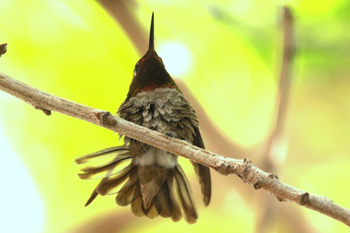 Anna's Hummingbird - ML619604431
