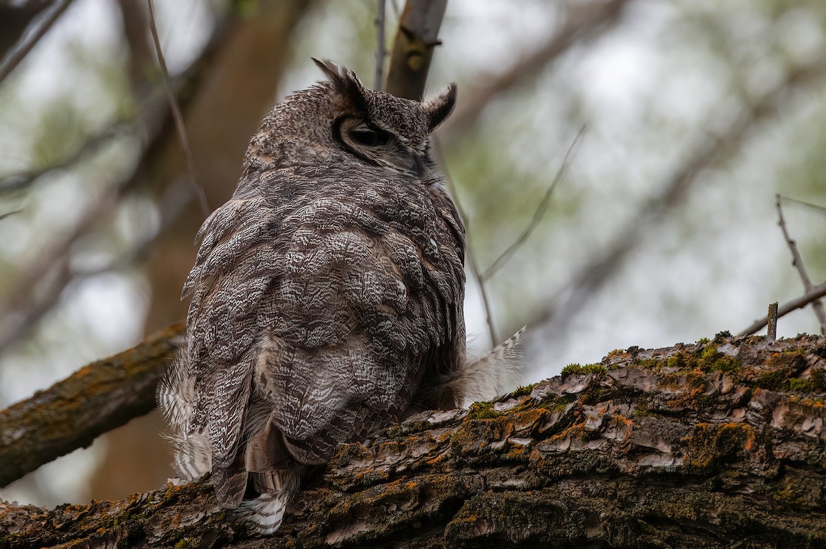 Great Horned Owl - ML619604447