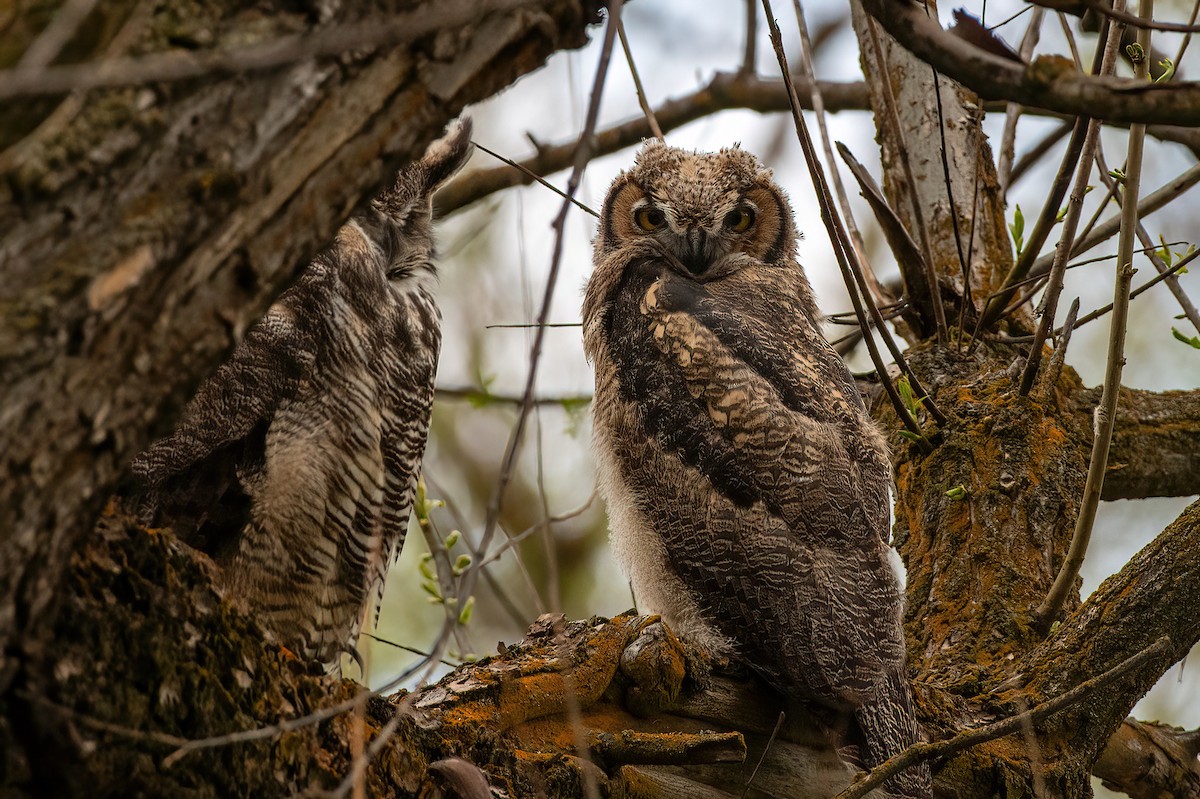 Great Horned Owl - ML619604448
