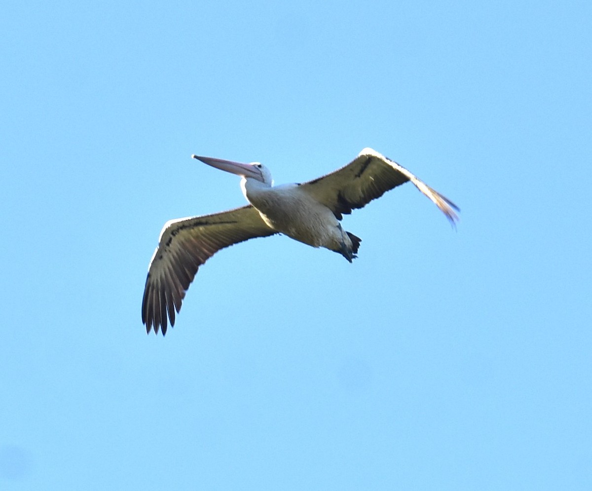 Австралийский пеликан - ML619604459