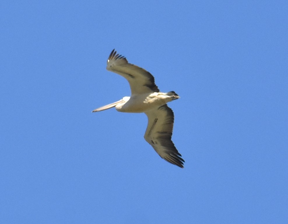 pelikán australský - ML619604465